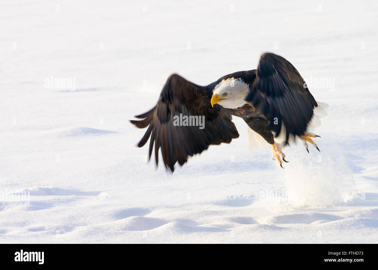 Weißkopf-Seeadler in den Schnee, Alaska, USA Stockfoto