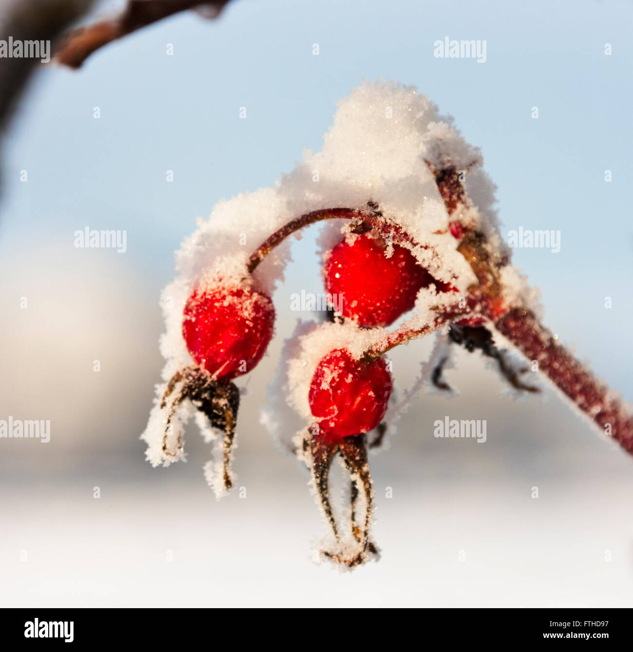 Rote Beeren mit Schnee bedeckt, Alaska, USA Stockfoto