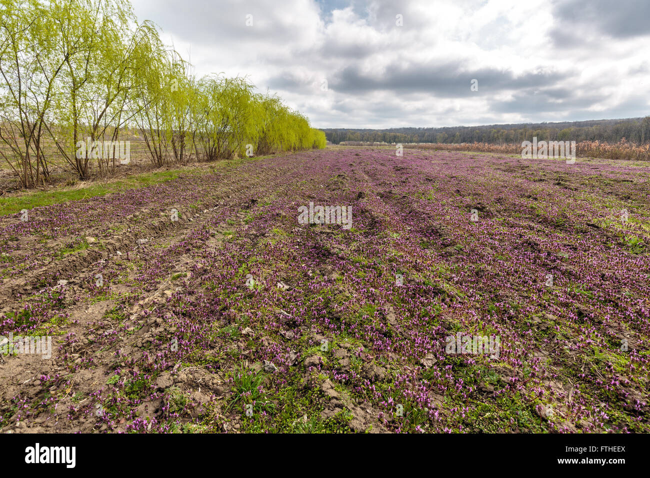 Eine Reihe von Weiden in einem Feld von lila Blüten Stockfoto