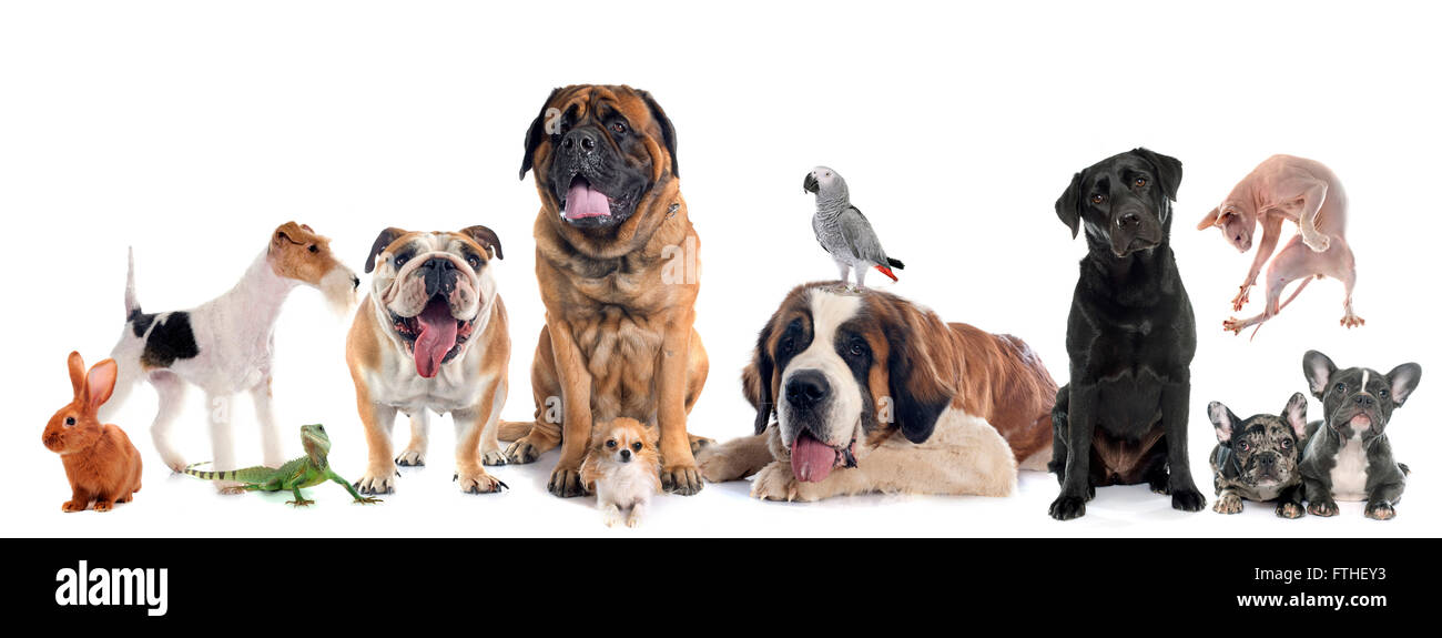 Gruppe von Haustier vor weißem Hintergrund Stockfoto