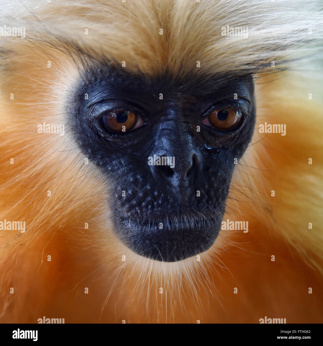 Gee ist golden Languren (goldene Affe) ein Affen der alten Welt in Assam,India.It gefunden gehört zu den am stärksten bedrohten Primatenarten Stockfoto