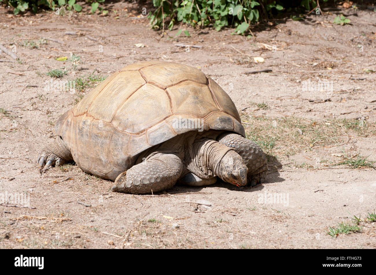 Schildkröte Weiden auf Boden zu landen Stockfoto