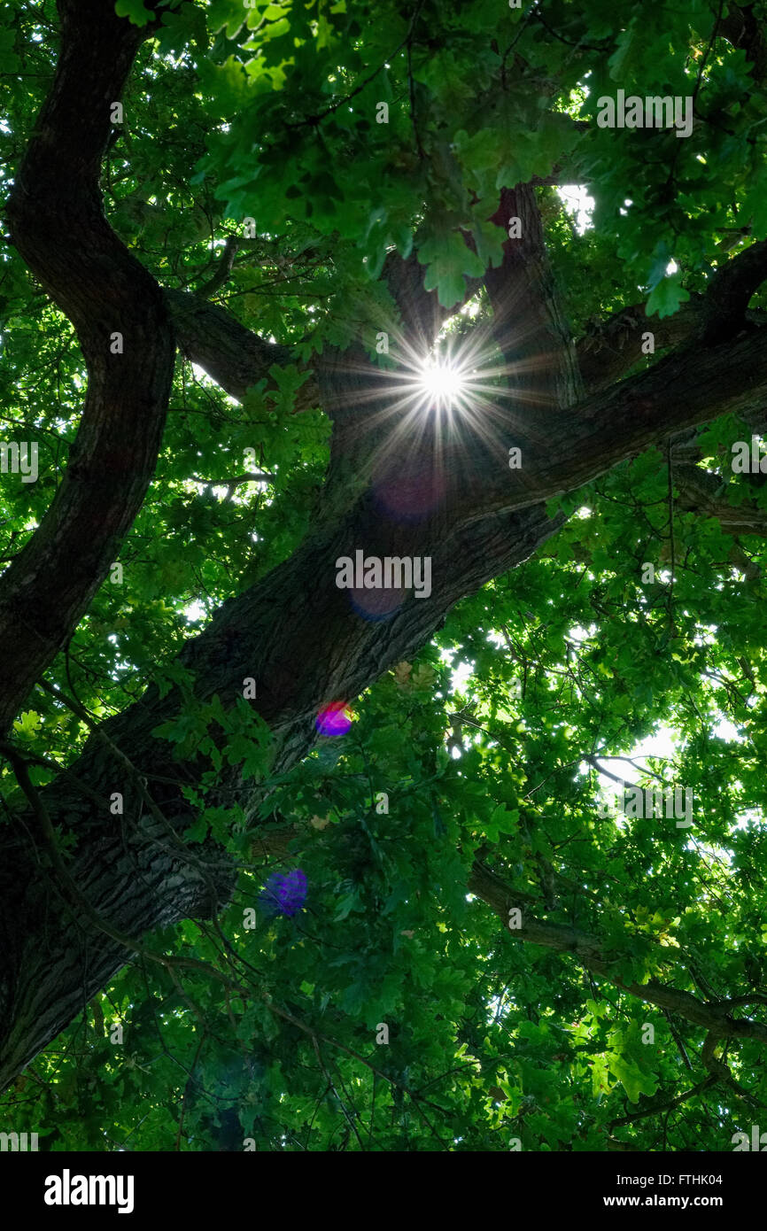 Lens Flare und Starburst durch Bäume Stockfoto