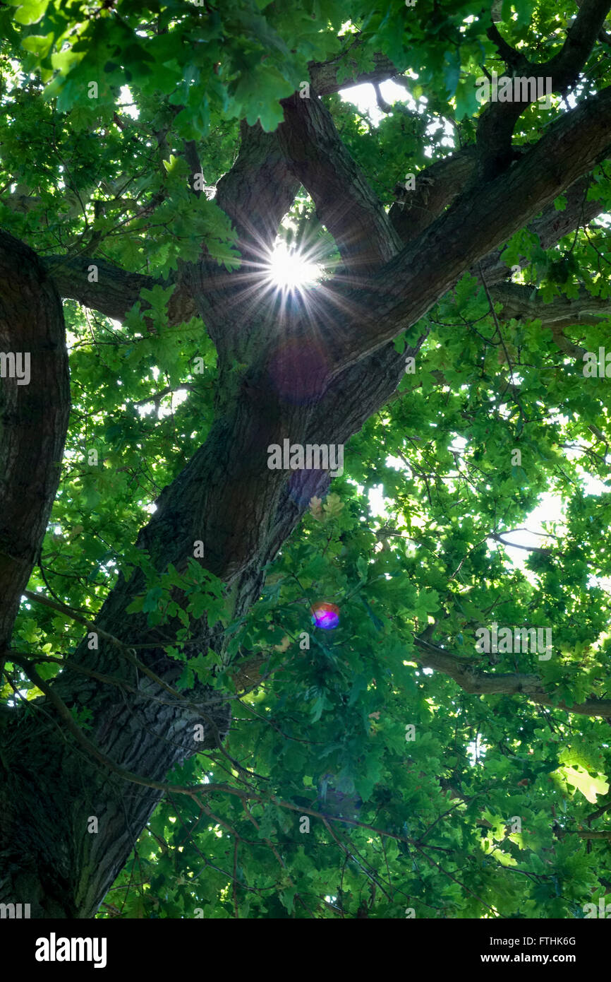 Lens Flare und Starburst durch Bäume Stockfoto