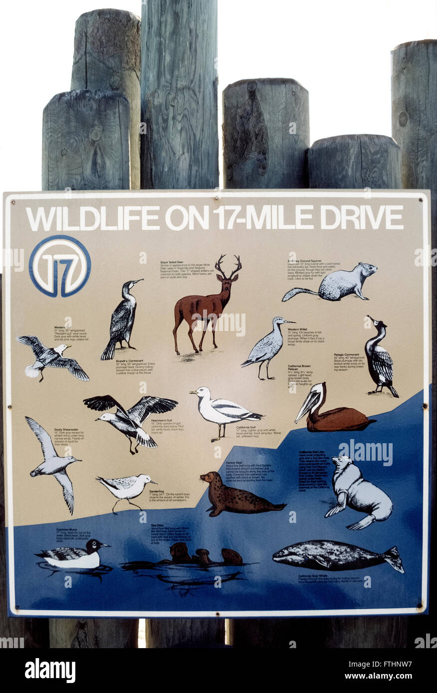 Eine illustrierten Zeichen beschreibt die Tier-und Pflanzenwelt, die Besucher sehen können, während der Einnahme von den berühmten 17-Mile-Drive auf der Monterey-Halbinsel in Kalifornien, USA. Auf der malerischen Mautstraße (für Devisenausländer), die verläuft entlang der Pazifikküste durch Pebble Beach und Pacific Grove Sie schwarz - angebundene Rotwild, Beechy Erdhörnchen und Meeressäuger wie Seelöwen beobachten könnte, Seehunde, Seeotter und Grauwale sowie Vögel wie braune Pelikane, Willits, Möwen, Sanderlinge, gemeinsame wärmeren, Kormorane und rußigen Sturmtaucher. Stockfoto