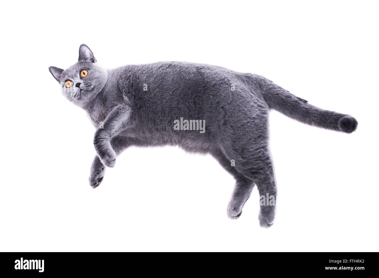 Graue britische Katze liegend auf weißem Hintergrund Stockfoto