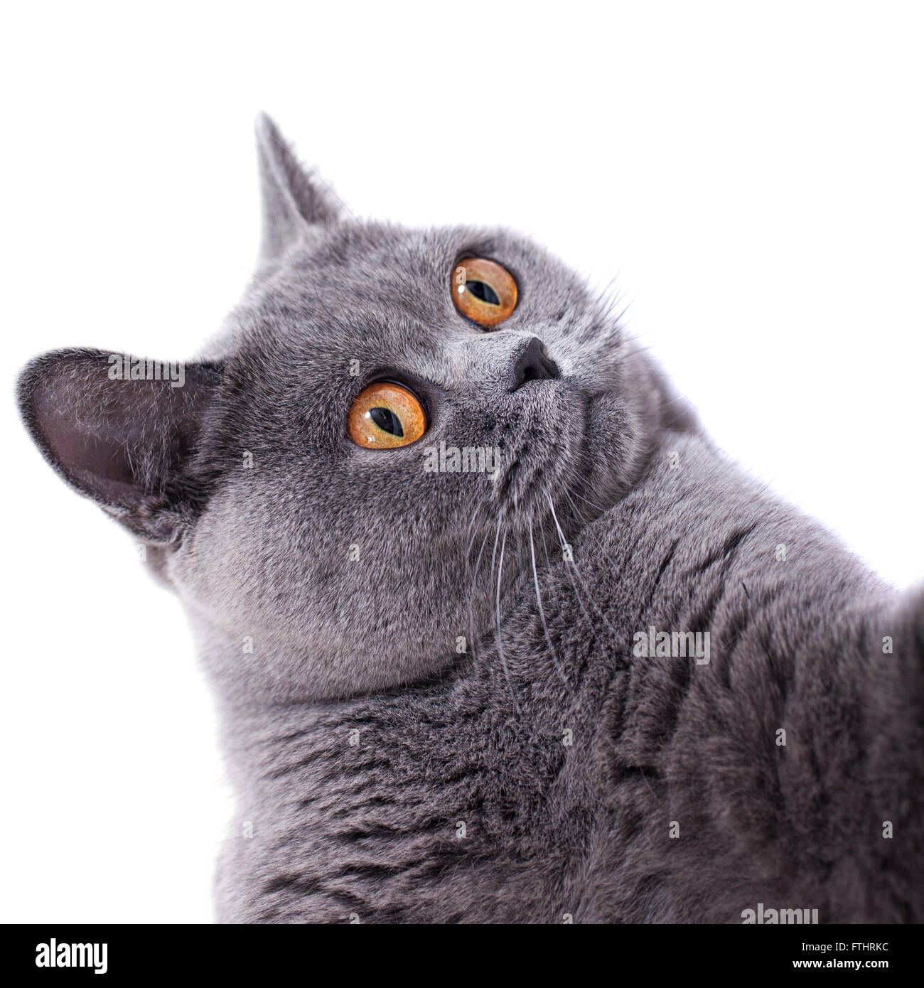 Schöne graue britische Kurzhaarkatze mit leuchtend gelben Augen Stockfoto