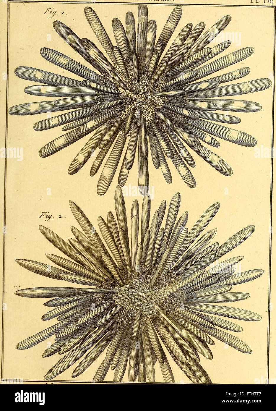 Tableau encyclopC3A9dique et mC3A9thodique des Trois rC3A8gnes De La Nature (1791) Stockfoto