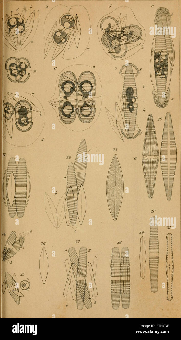 Annalen und Zeitschrift der Naturgeschichte; Zoologie, Botanik und Geologie (1865) Stockfoto