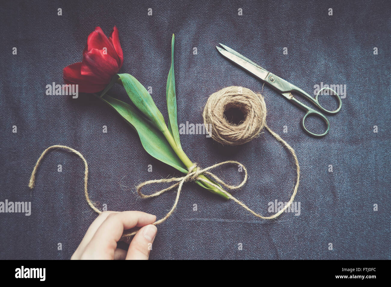 Frau eine rote Tulpe mit Bindfaden binden Stockfoto