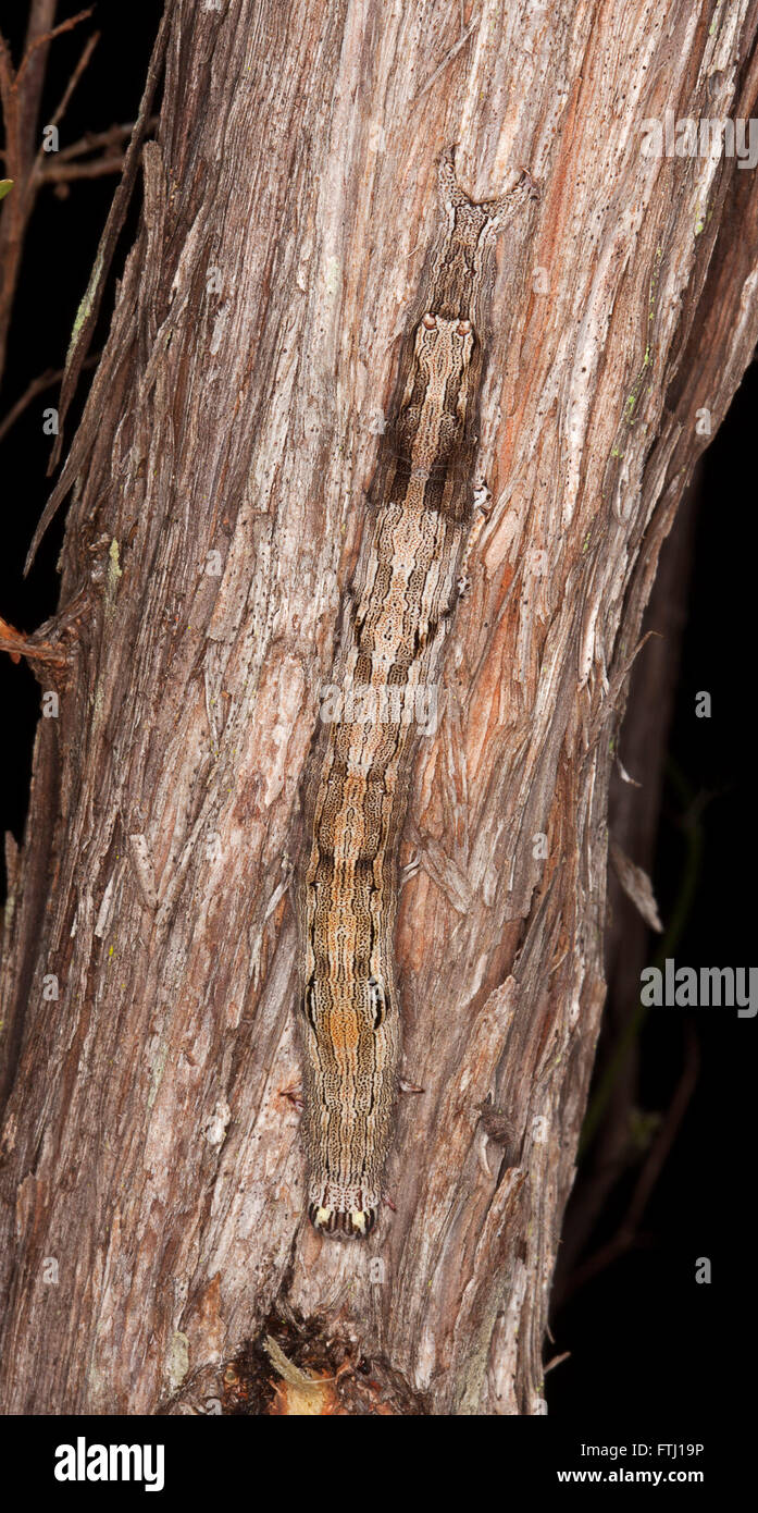 Dekorative gemusterten Raupe Guave Moth, gemeine Disjungens gut getarnt auf braune Rinde des australischen Leptospermum-Baum Stockfoto