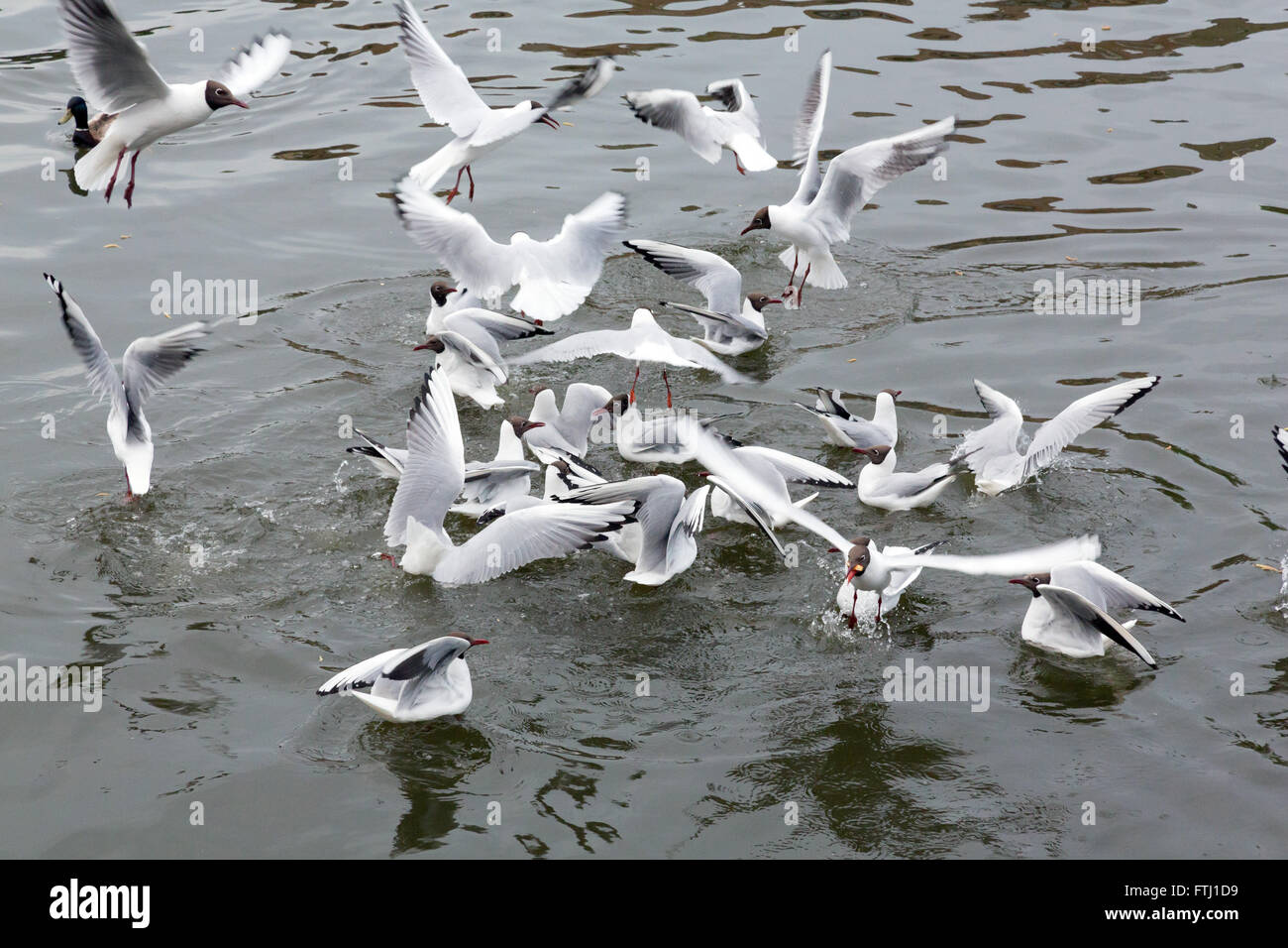 Möwe Fressattacke in Wasser Stockfoto