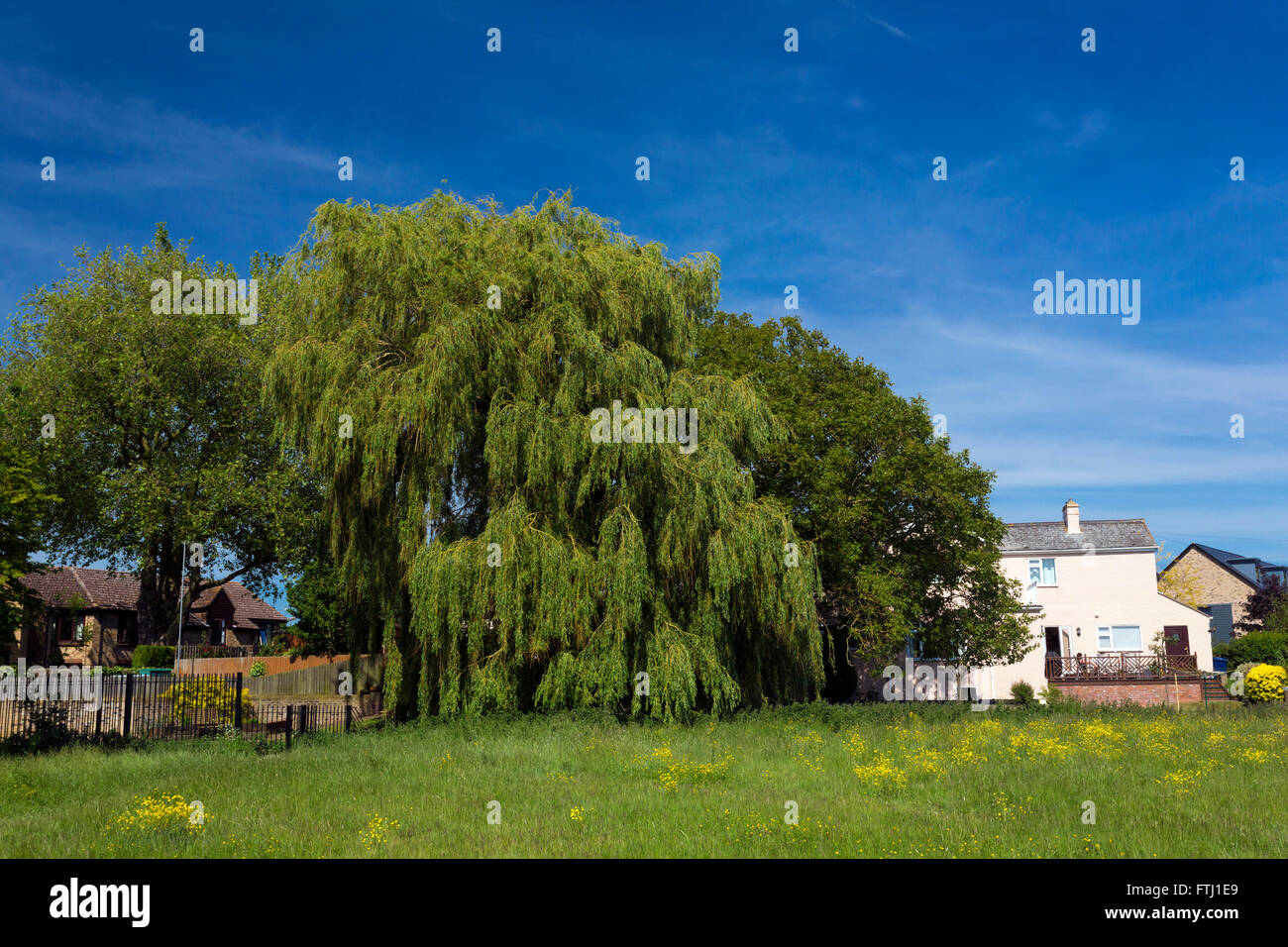 Weide Salix Alba Vitellina-Tristis Stockfoto