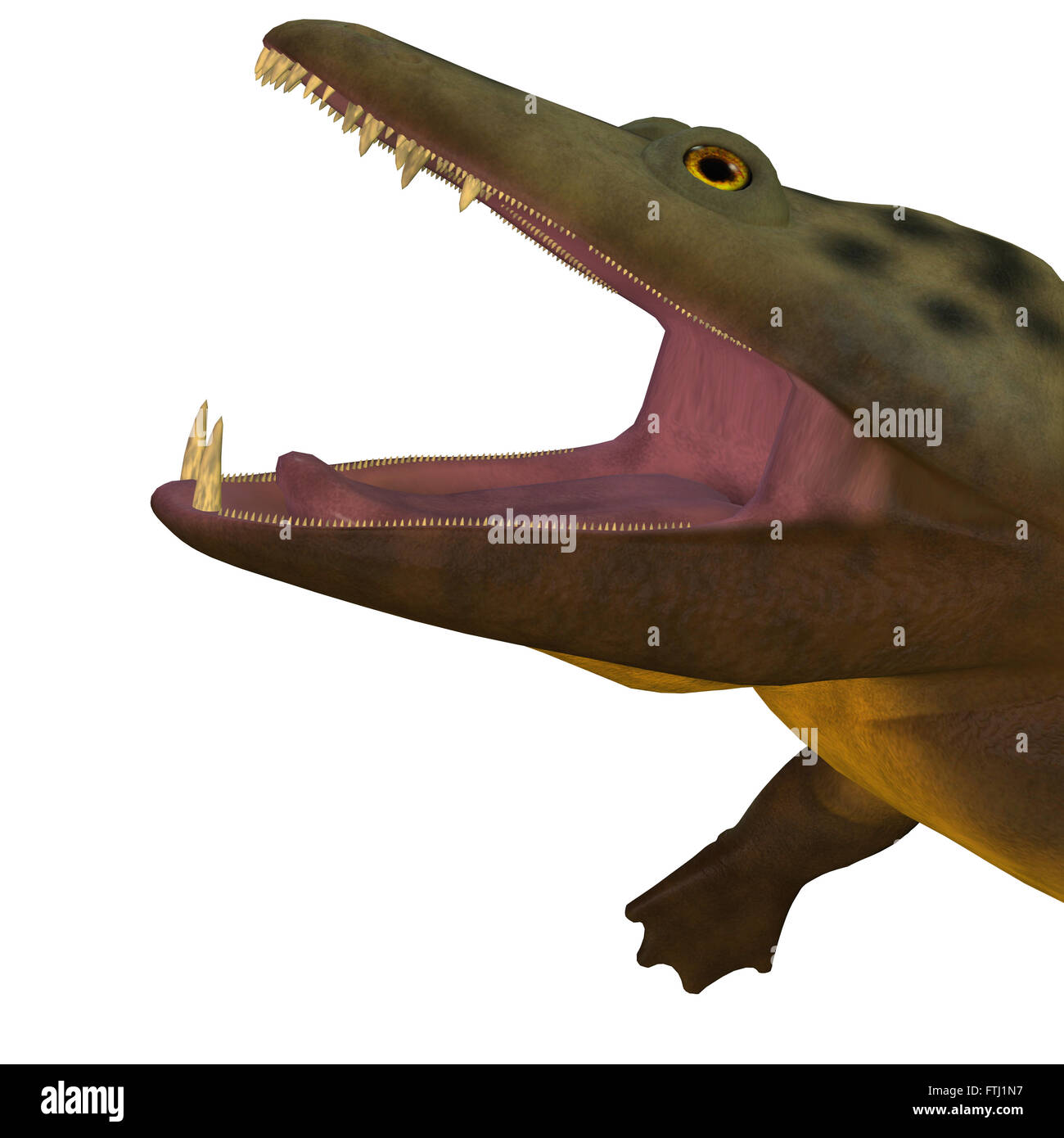 Mastodonsaurus war eine aquatische Amphibien-Tier, das in Europa während der Trias lebten. Stockfoto