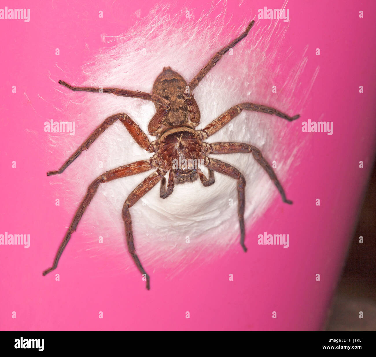 Nahaufnahme eines großen weiblichen Australian Huntsman Spinne mit langen Beinen mit weißen Ei Sac auf rosa Hintergrund von Blumentopf Stockfoto