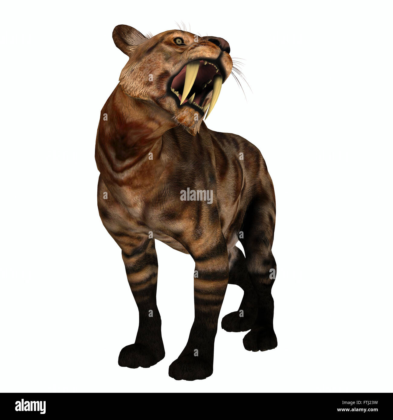 Die Säbelzahn Katze, auch genannt Smilodon war eine große Räuber, die im Eozän bis Pleistozän Epochen im Norden und Süden bin gelebt Stockfoto