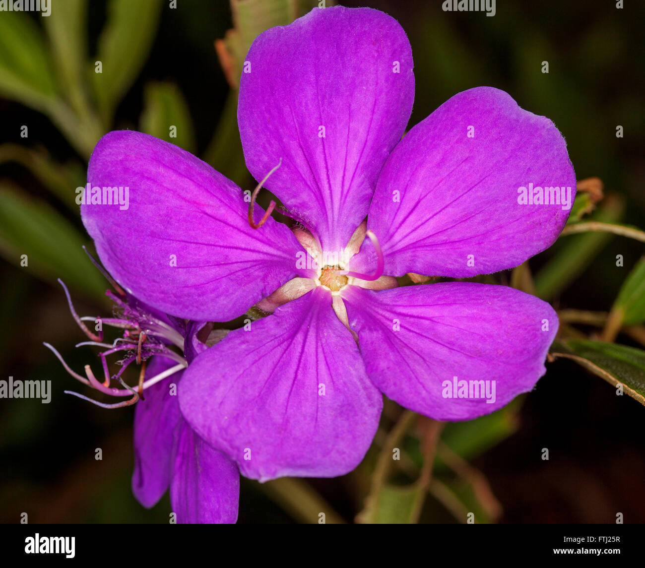 Atemberaubend lebendige lila Blume des Tibouchina Alstonville Strauch mit dunkelgrünem Laub auf dunklem Hintergrund Stockfoto