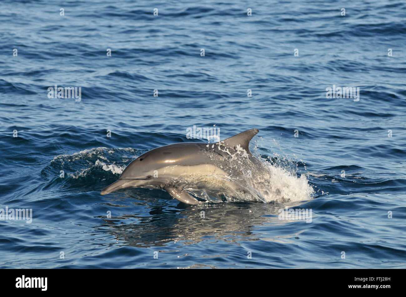 Langem Schnabel Common Dolphin Delphinus capensis Stockfoto