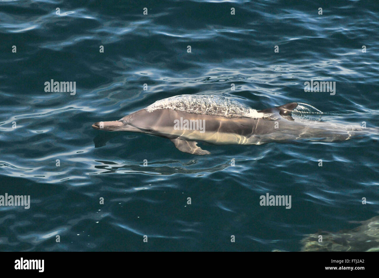 Langem Schnabel Common Dolphin Delphinus capensis Stockfoto