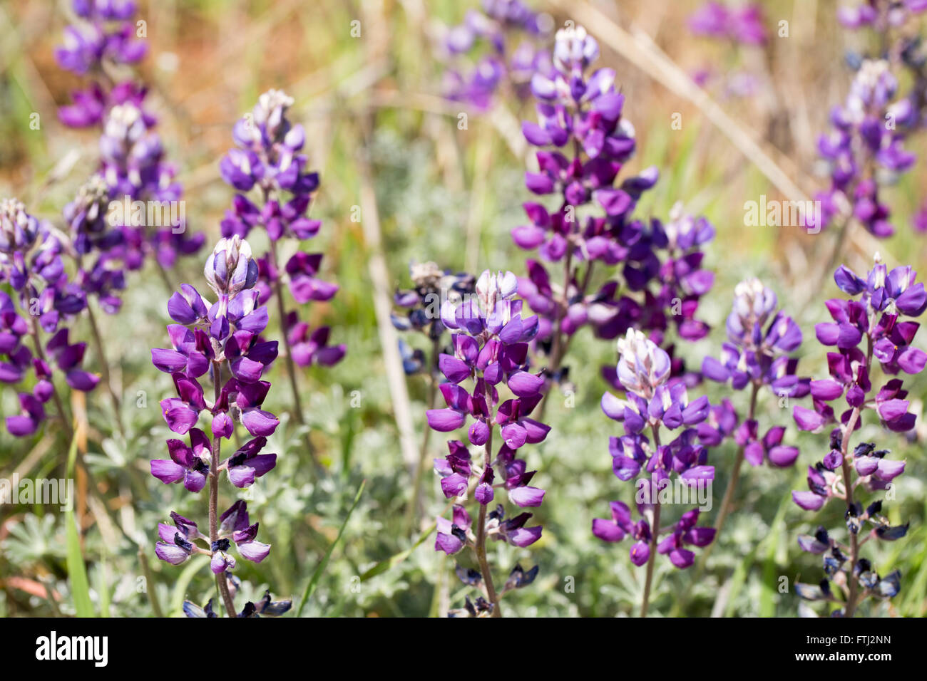 Lupinen in der Blüte. Santa Clara County, Kalifornien, USA Stockfoto