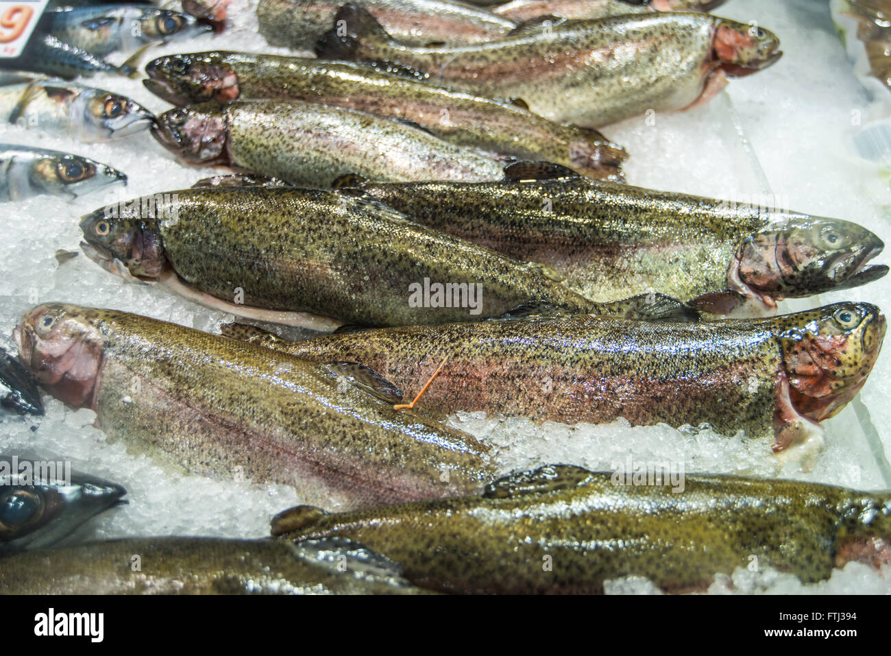 Saltwater eel -Fotos und -Bildmaterial in hoher Auflösung – Alamy
