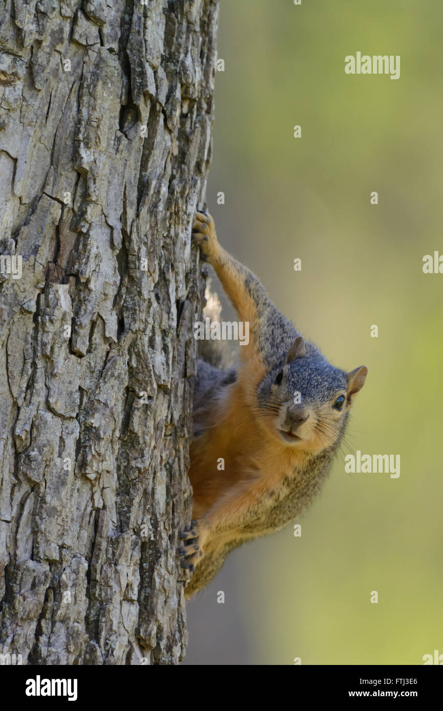 Fuchs, Eichhörnchen hängen auf der Baum suchen direkt nach vorne. Grünen Hintergrund. Selektiven Fokus. Humor. Porträt-Beschriftung Stockfoto
