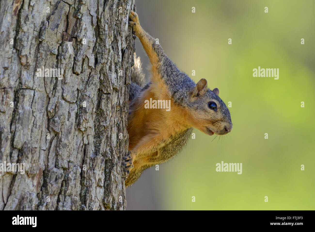 Fuchs, Eichhörnchen auf Seite des Baumes, die auf der Suche nach rechts des Rahmens. Grün, unscharfen Hintergrund Tiefenschärfe. Landschaft Stockfoto