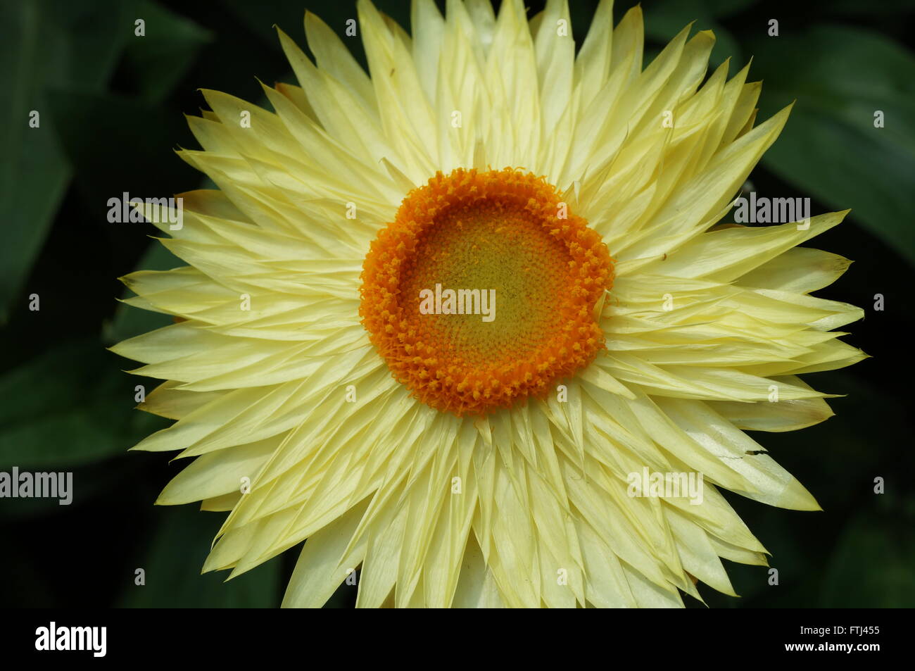 Gelbe Streublumen (Xerochrysum Bracteatum) Stockfoto