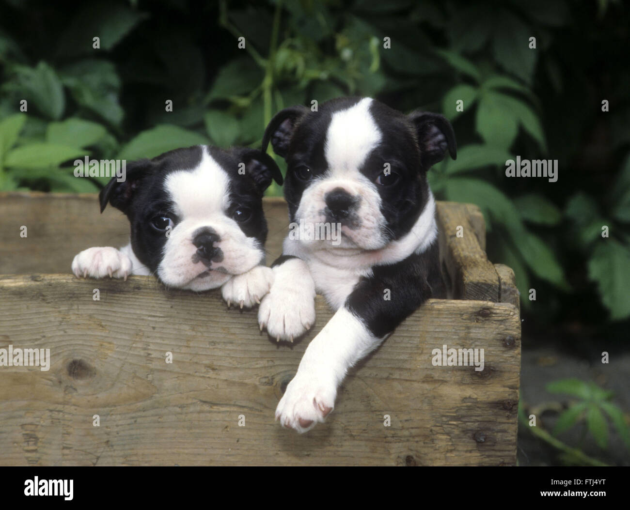 Boston Terrier Welpen stehen in Holzkiste mit Vorderpfoten hängen Stockfoto