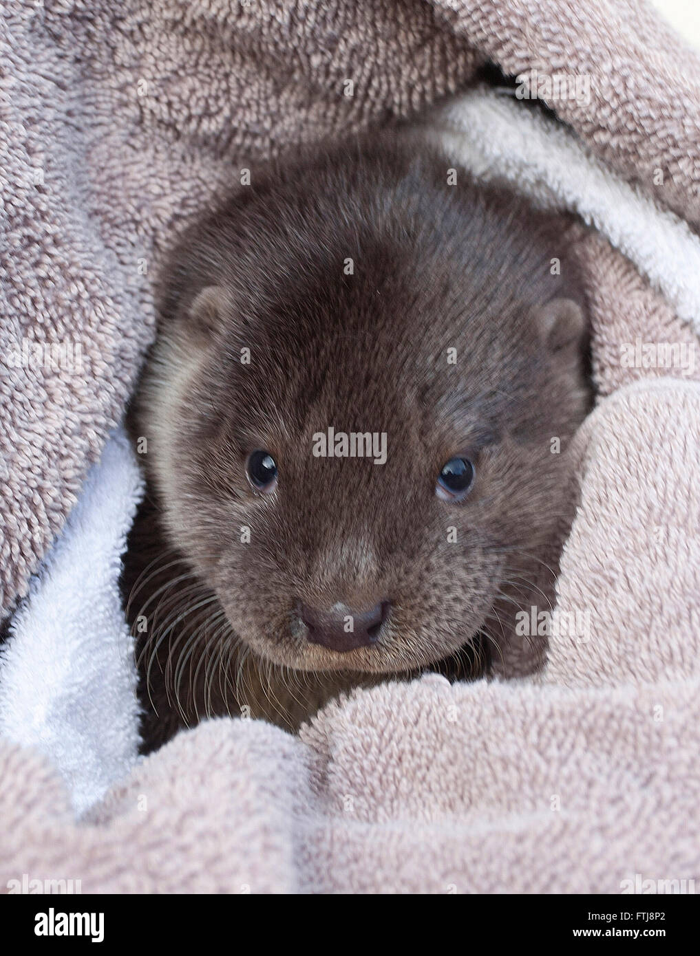 Verwaiste Europäische Otter Cub in Handtuch gewickelt Stockfoto