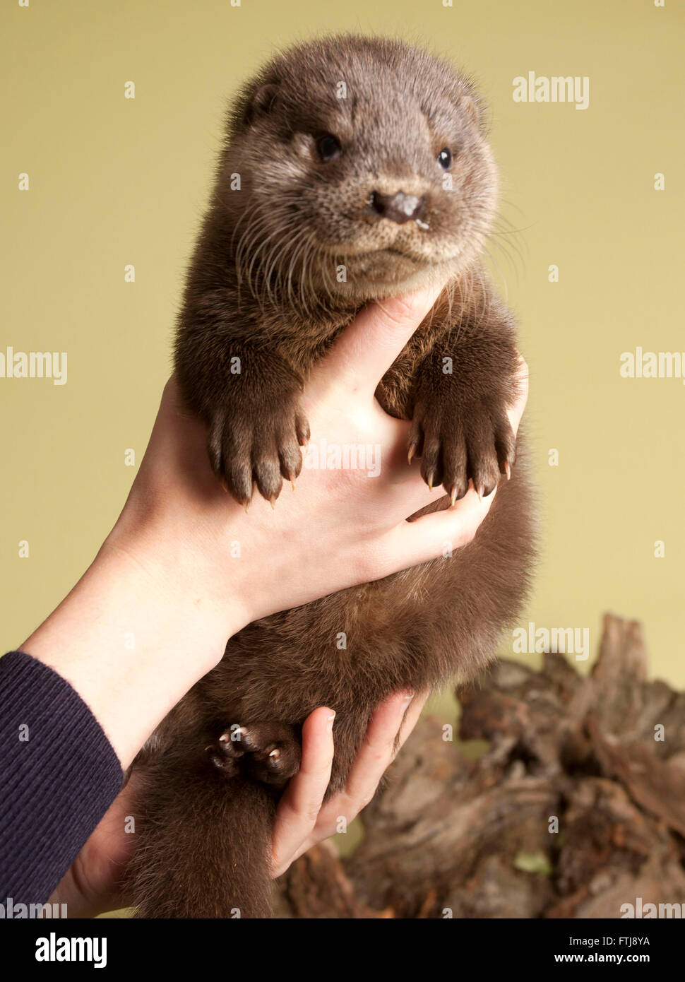 Juvenile Europäische Otter in der hand Stockfoto