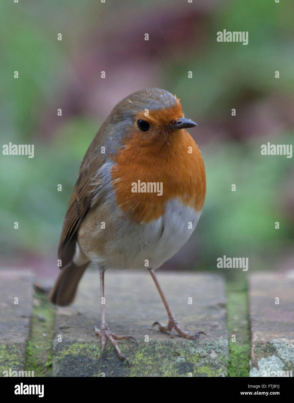 Rotkehlchen, Erithacus Rubecula, sitzen auf Gartenmauer Stockfoto