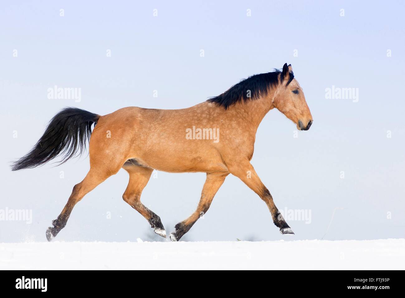 Versaute Pferd. Dun Wallach Trab auf einer verschneiten Weide. Deutschland Stockfoto