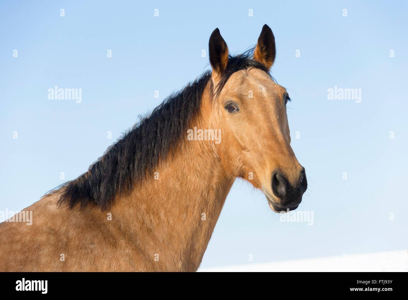 Versaute Pferd. Porträt von Dun Wallach. Deutschland Stockfoto