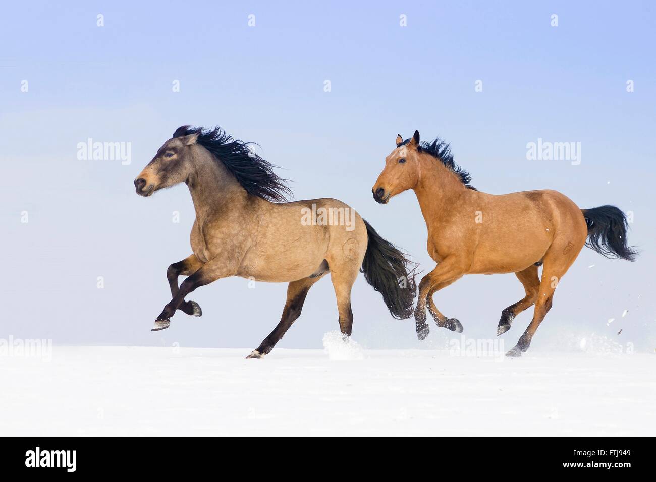 Versaute Pferd und reinen spanischen Pferd, andalusischen. Paar von Dun Pferde galoppieren auf einer verschneiten Weide. Deutschland Stockfoto