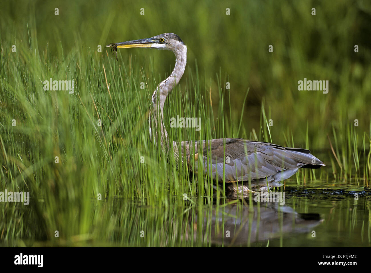 Great Blue Heron (Ardea Herodias). Walpole, New Hampshire, USA. Stockfoto