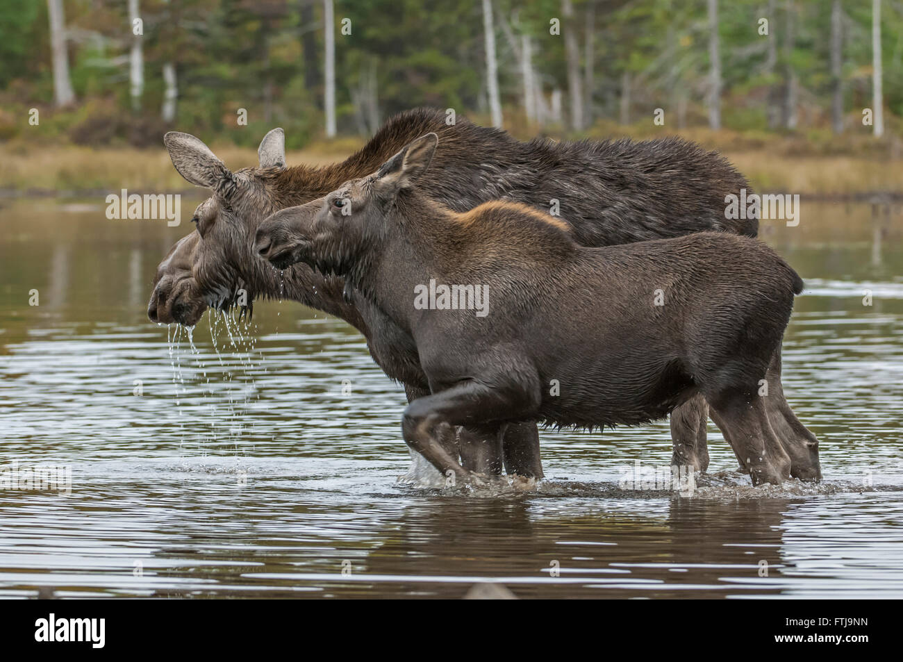 Elch-Mutter und Kalb im Teich wandern. Stockfoto