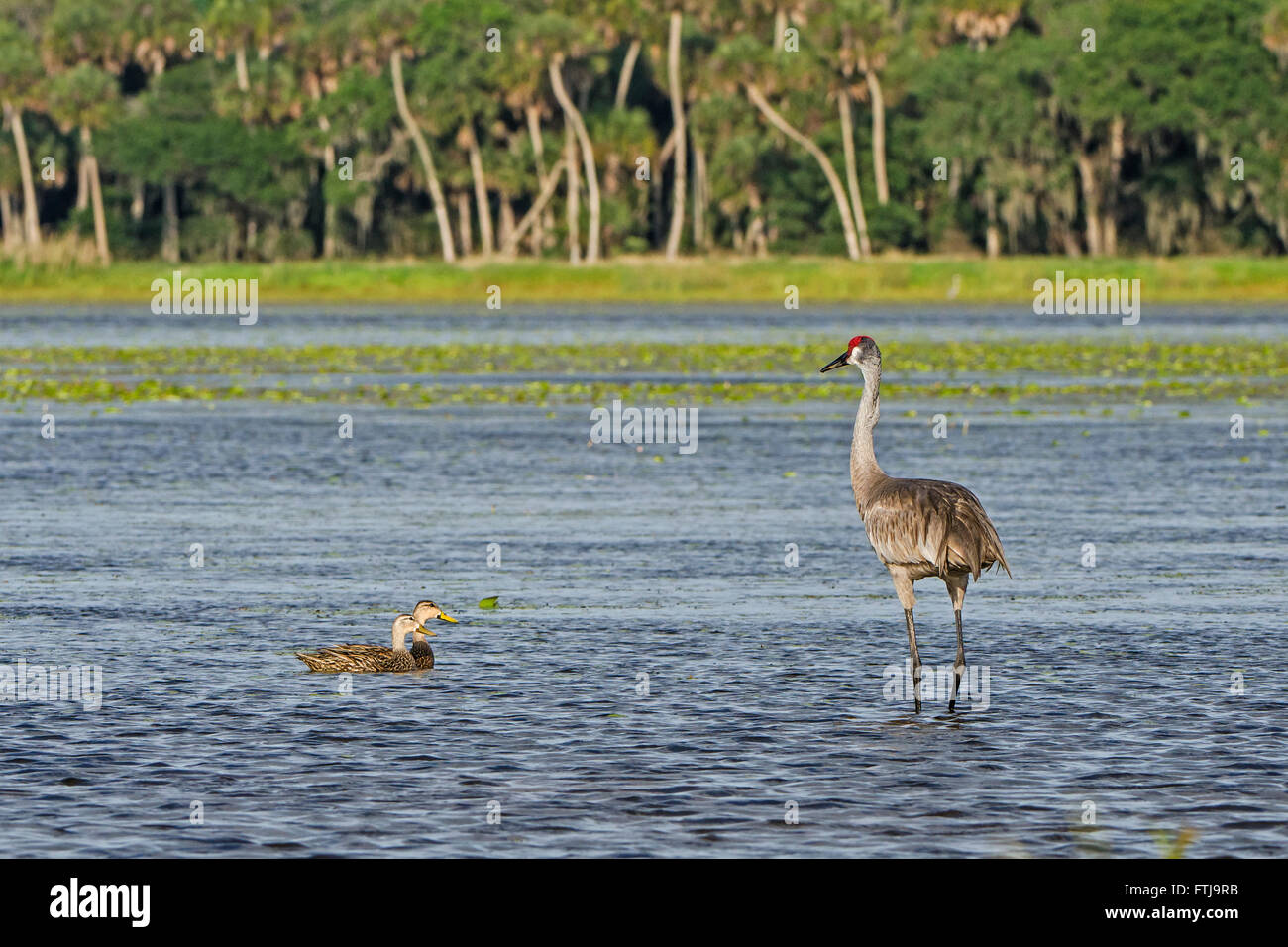 Sandhill Kran (Grus Canadensis) und schwarzen Enten. Myakka River State Park, Florida. Stockfoto