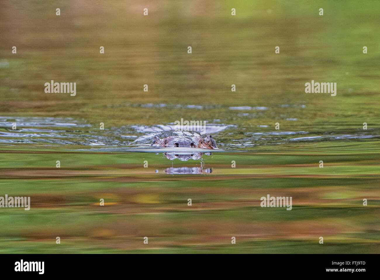 Biber Schwimmen im Morgengrauen Stockfoto