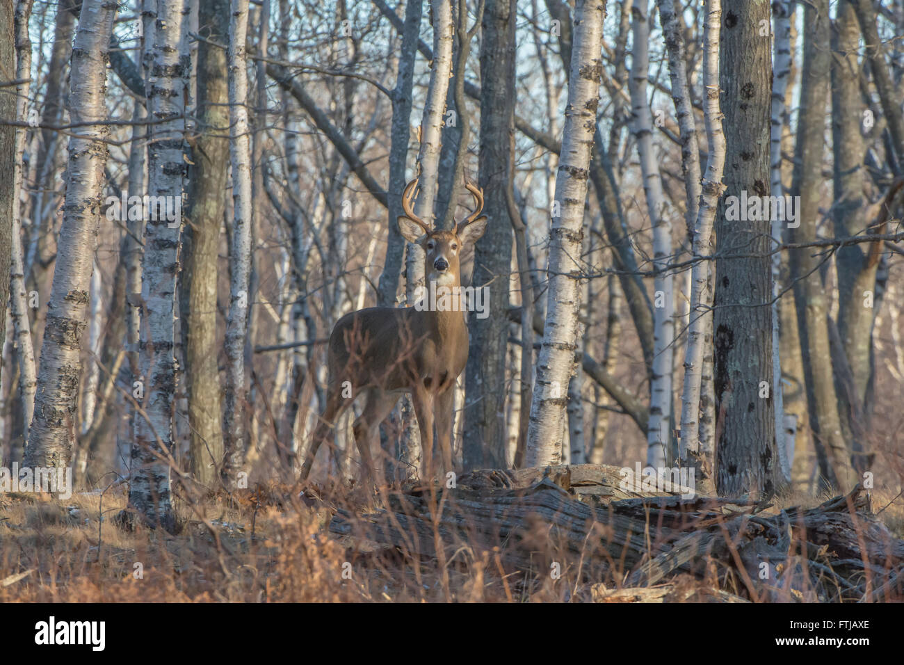 White-tailed Buck bei Sonnenaufgang durch Birkenwäldern bewegen. Acadia Nationalpark in Maine, USA. Stockfoto