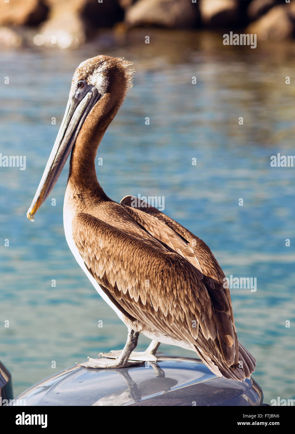 Tierische Wildlife braun Wild Pelican Vogel San Diego Bay Stockfoto