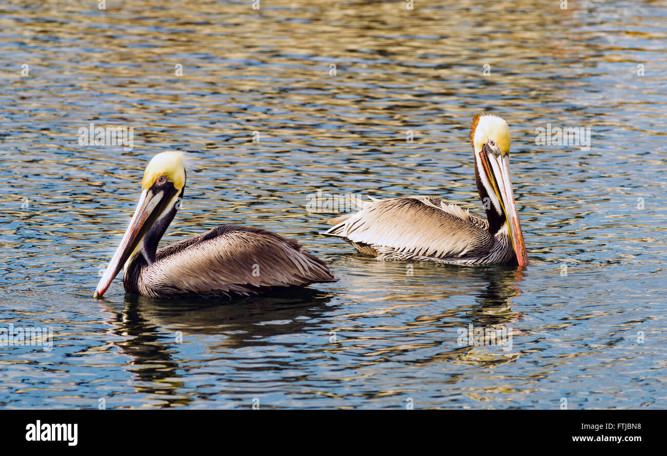 Tierische Wildlife braun Wild Pelican Vogel San Diego Bay Stockfoto