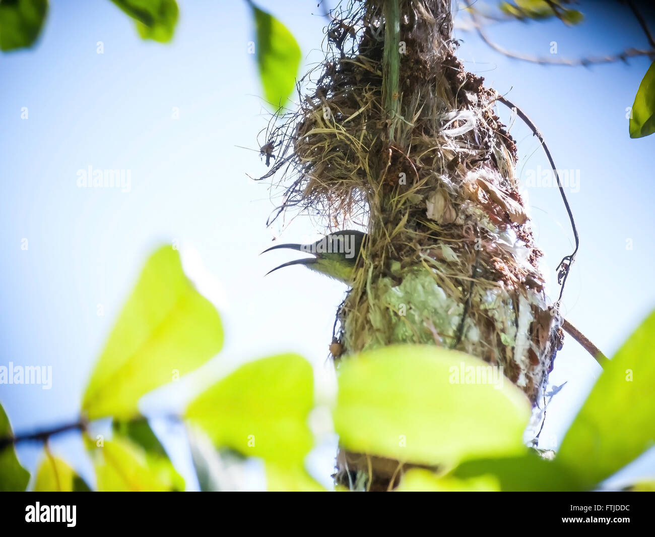 Weibliche Olive-backed Sunbird sitzen auf ihren Eiern im Nest. Stockfoto