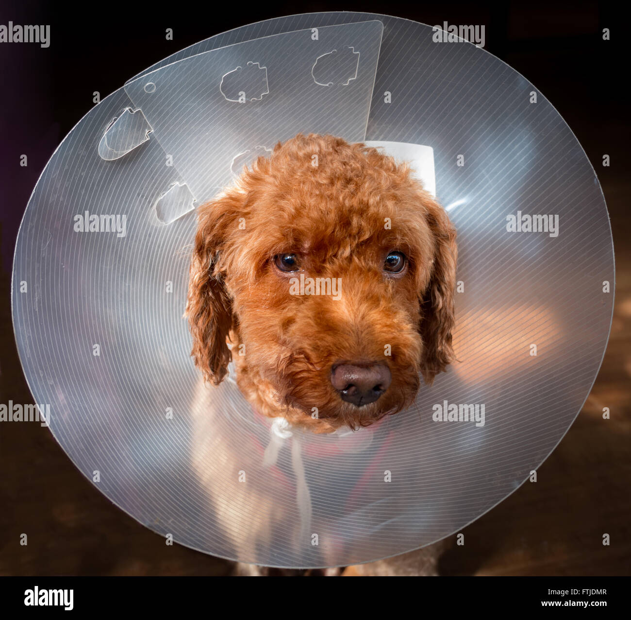 Hund mit Schutzkragen nach der Operation Stockfoto