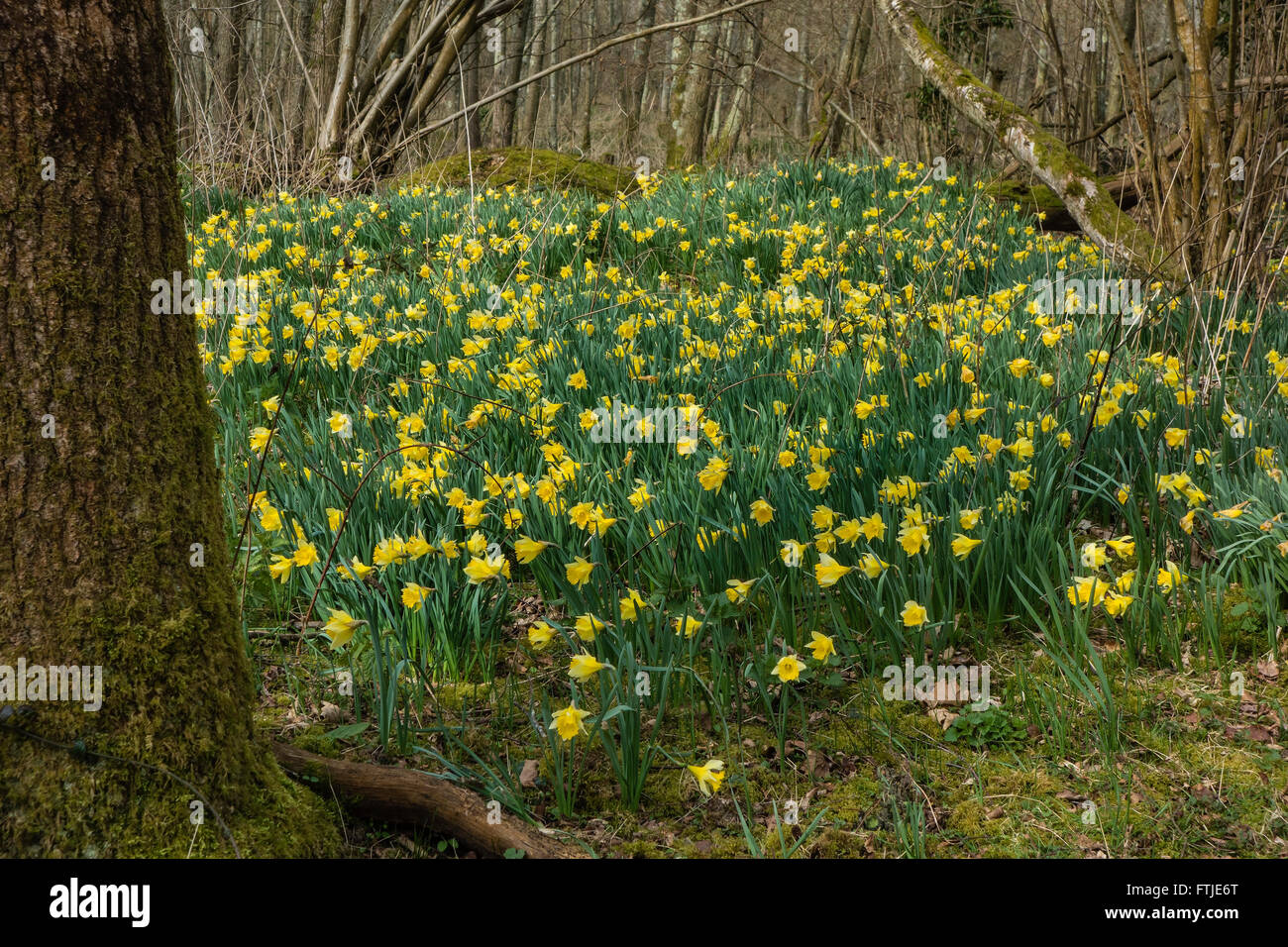 Narzissen im Wald bei blashford Seen, Ringwood Hampshire, England, Großbritannien Stockfoto