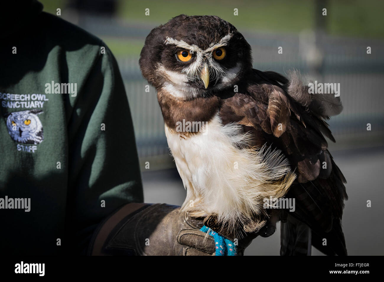 Eine Spectacled Eule, angezeigt durch das Käuzchen-Heiligtum in Cornwall. Stockfoto