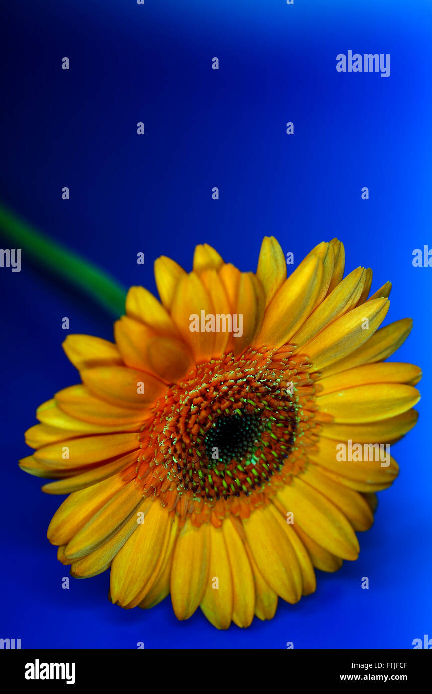 Daisy Blume auf blauem Hintergrund Stockfoto