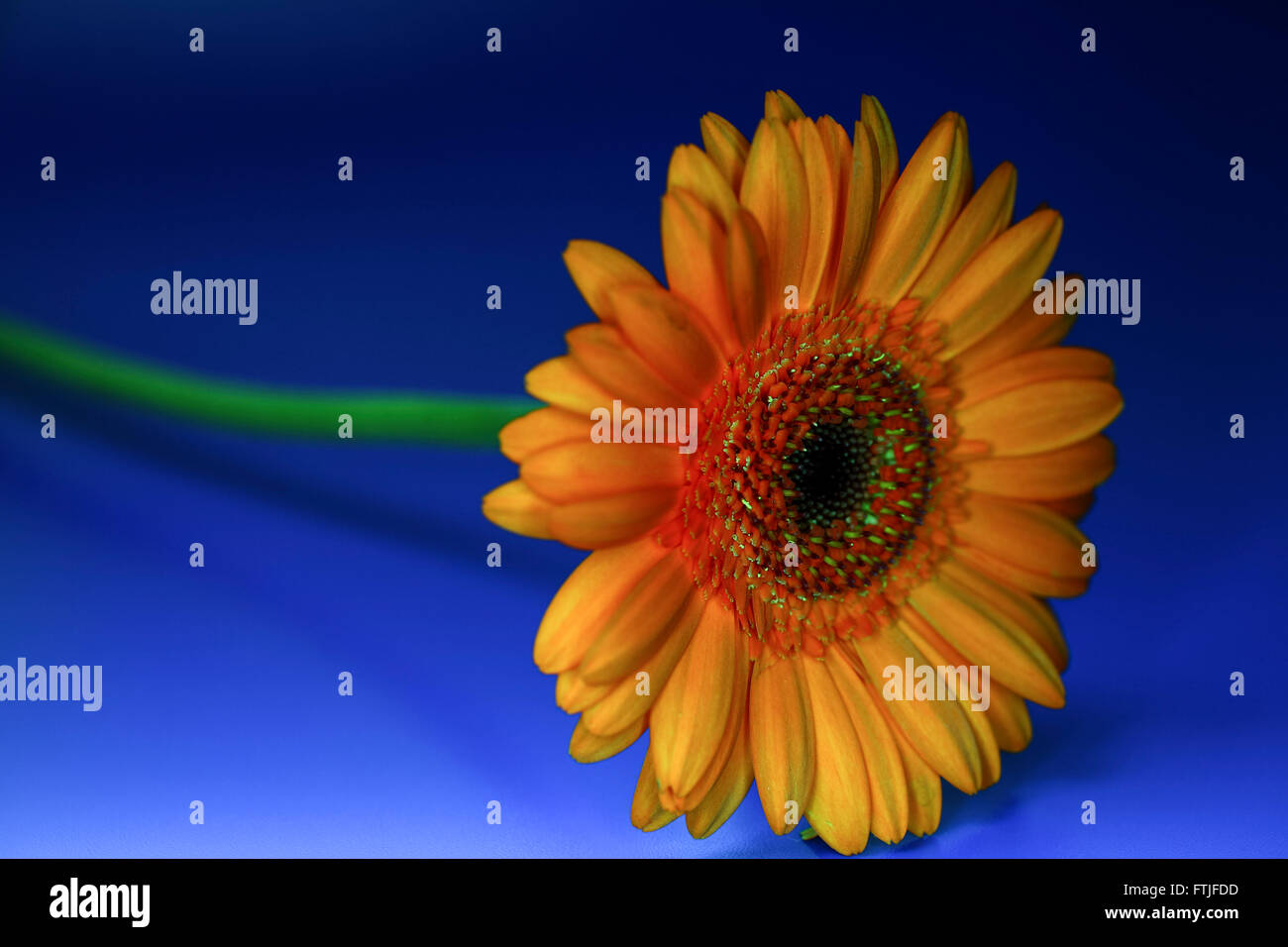 Daisy Blume auf blauem Hintergrund Stockfoto