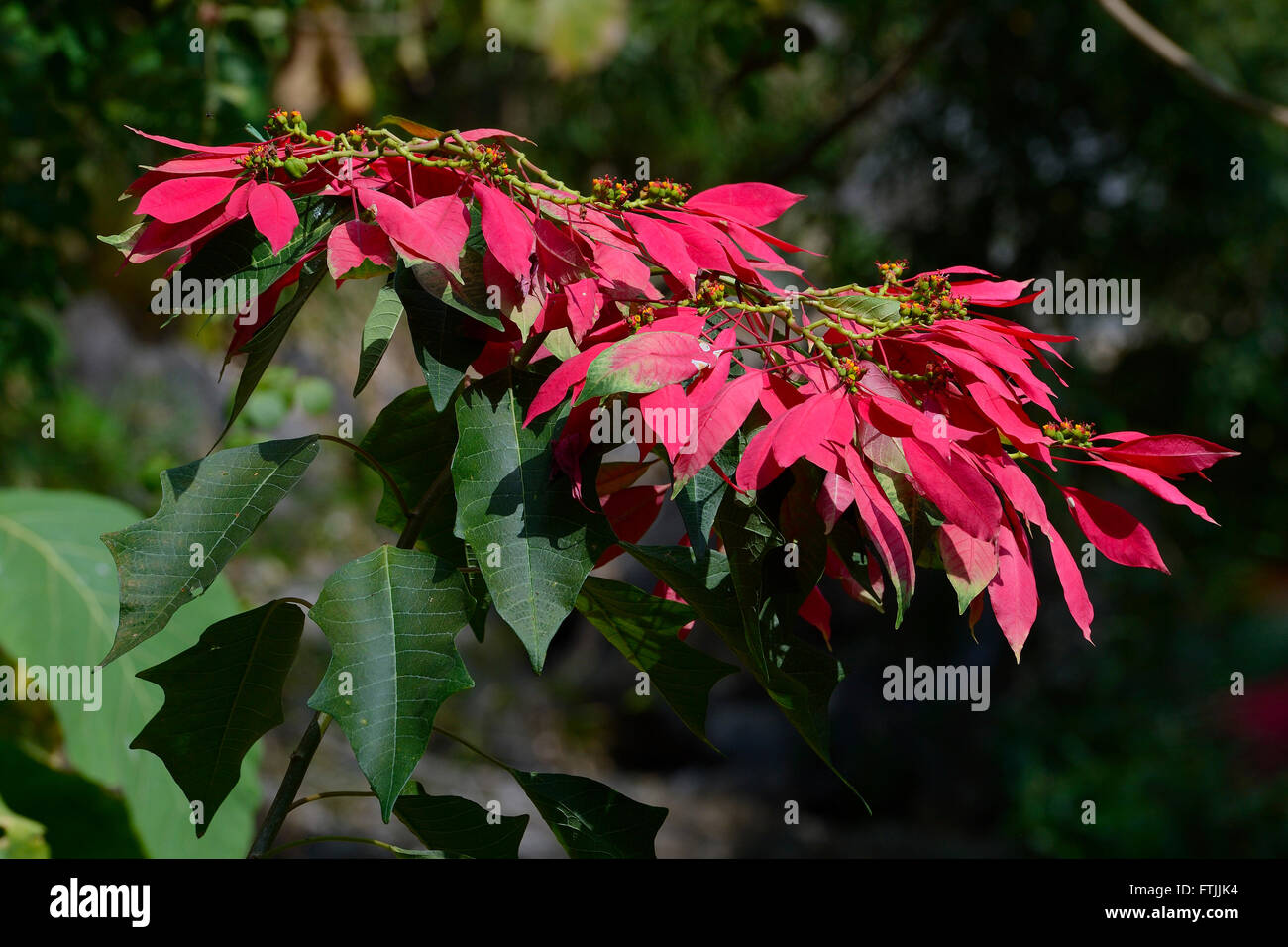 Wilder Weihnachtsstern (Euphorbia Pulcherrima), Nordbali, Bali, Indonesien  Stockfotografie - Alamy