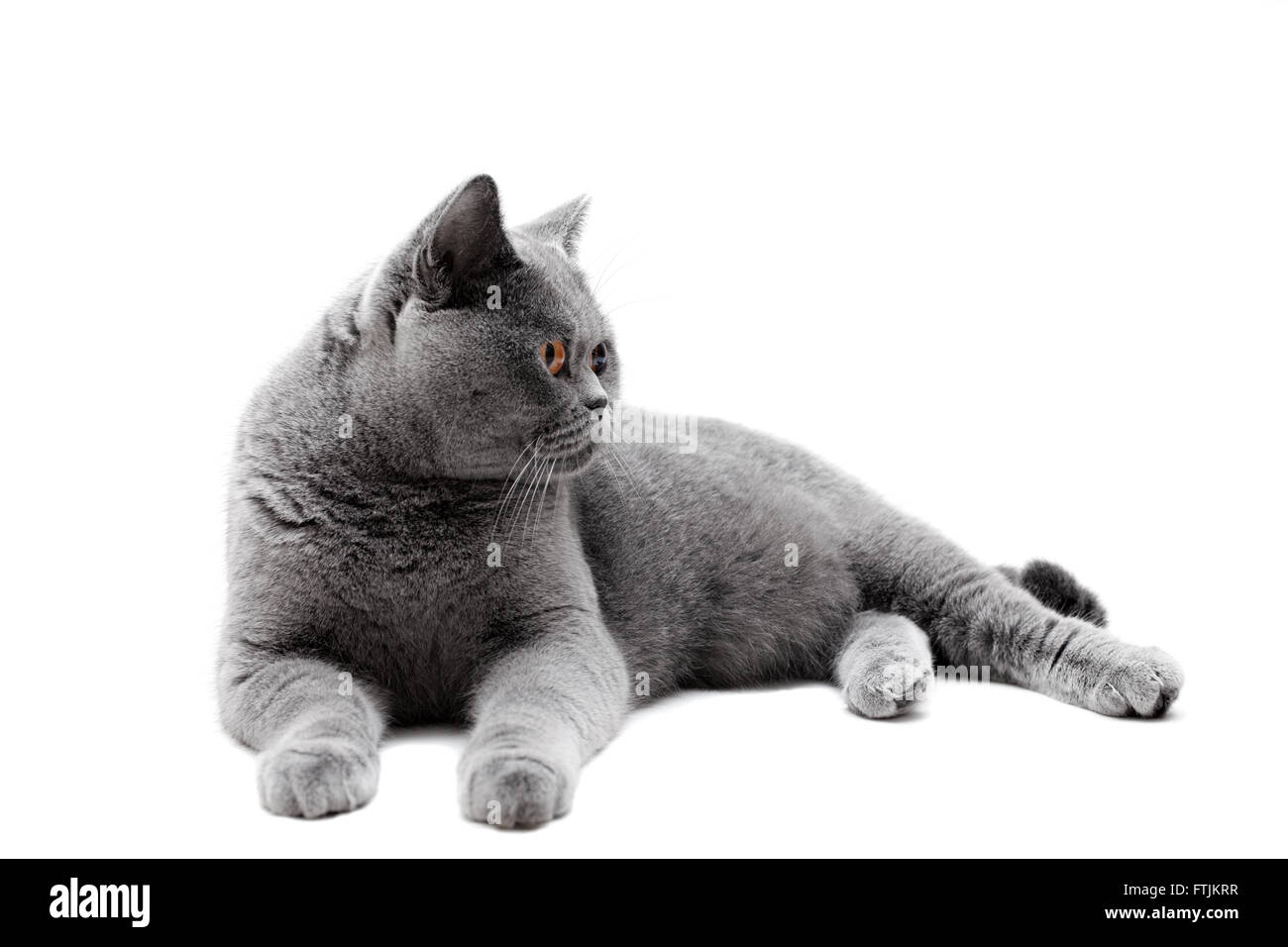 Liegende graue britische Katze isoliert auf weißem Hintergrund Stockfoto